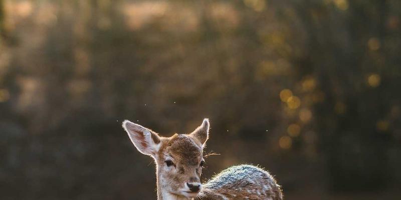 IWLA最佳实践：如何通过捐赠基金与公益项目实现可持续社会价值